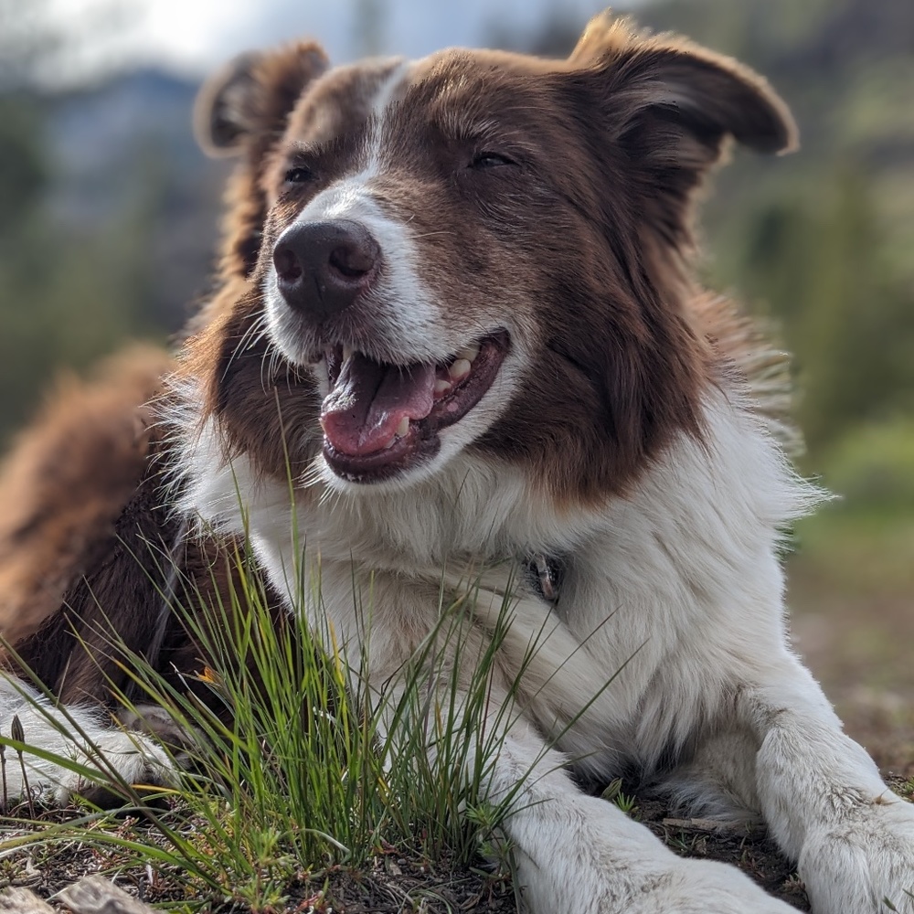 Meet your Posher, Fennel